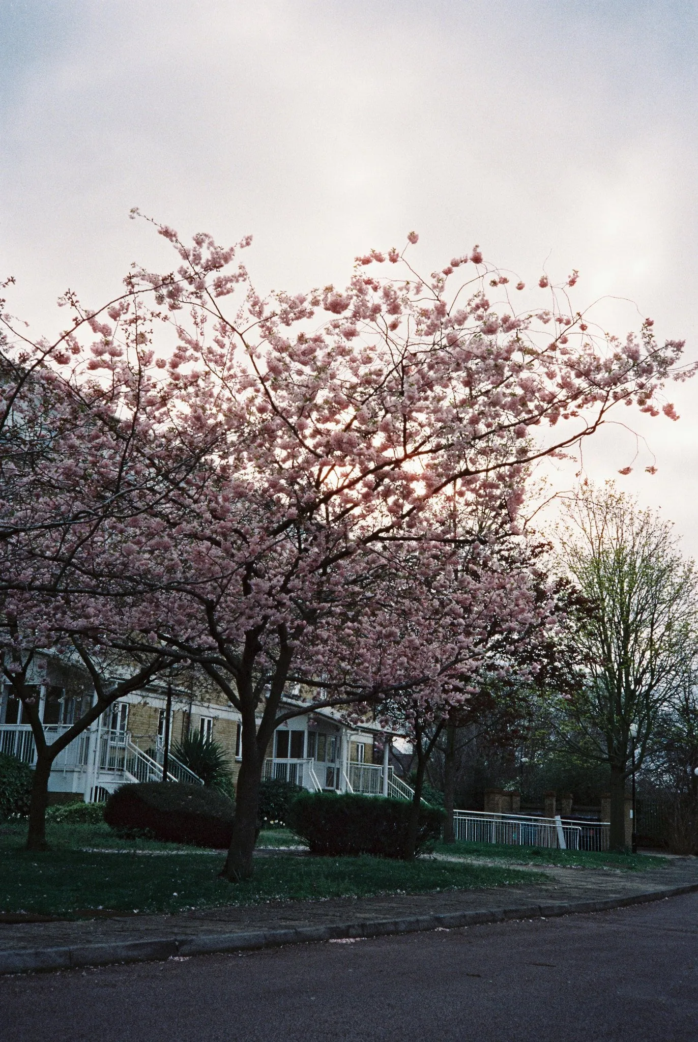 Candido 800 - 35mm film