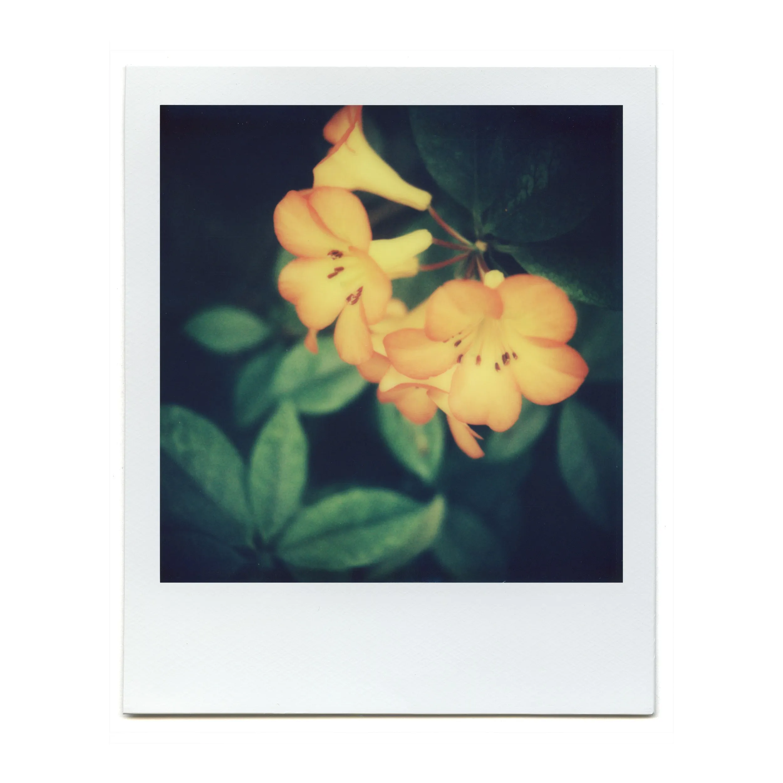 Macro Lens Set