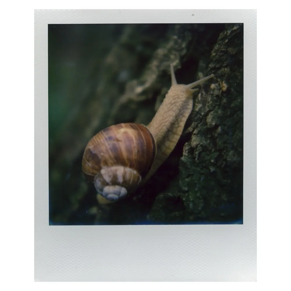 SX-70 Close-Up Lens :: Vintage Polaroid